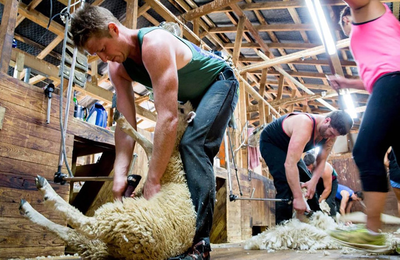 جز صوف الخراف رياضة لها أبطالها في نيوزيلندا 