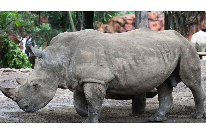 وحيد قرن يقتل حارسة ويصيب آخر بجروح 