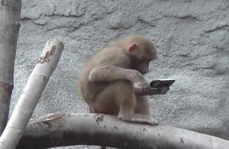 قرد يسرق هاتفا ليلتقط به صورة «سيلفي»