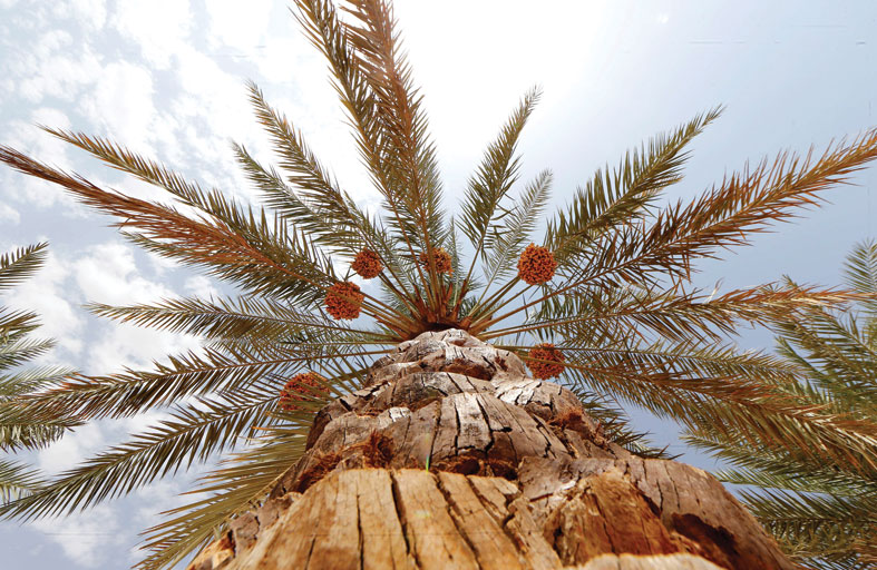 هيئة أبوظبي للتراث تطلق مسابقة إبداعية جديدة في ليوا للرطب