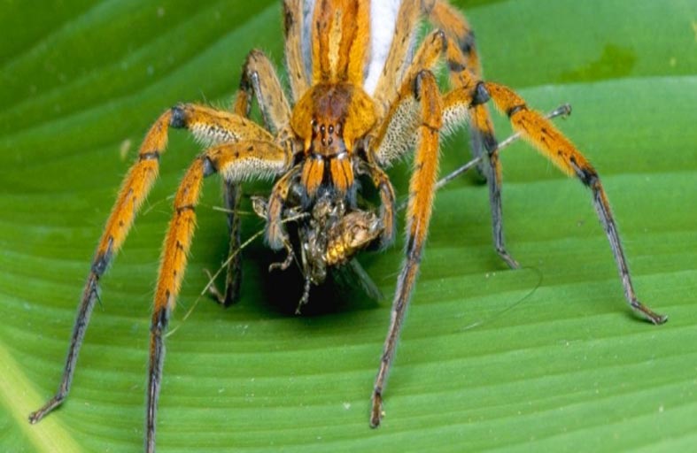 العناكب تهرب بعد التزاوج لتجنّب قتلها