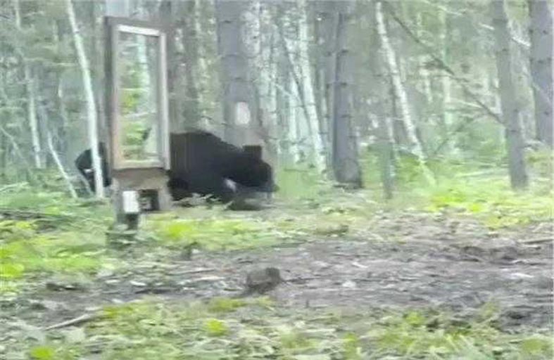 دب يتفاجأ بصورته في المرآة.. ماذا فعل؟