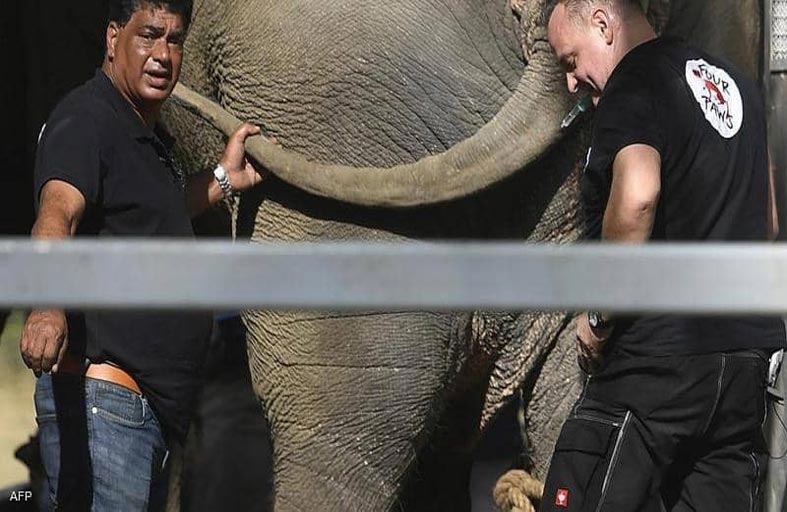 نقل الفيل الحزين لدولة جديدة.. و200 كيلوغرام لإطعامه