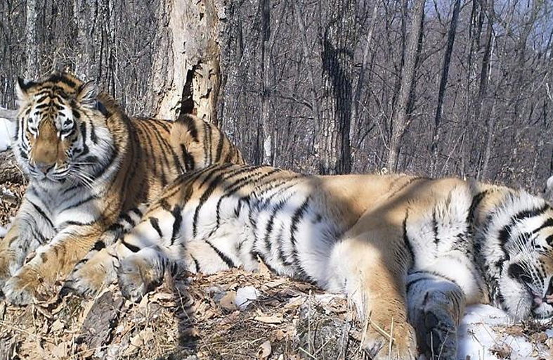 نمر سيبيري يسافر 200 كلم للعودة إلى رفيقة الطفولة