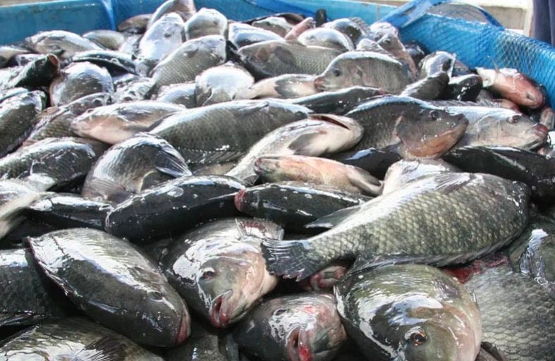 تايلاند تصطاد 1.3 مليون كيلوغرام من الأسماك الغازية