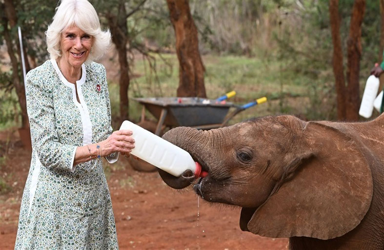 الملكة كاميلا تطعم فيلاً وحماراً أثناء زيارة كينيا