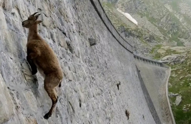 سلوك غريب للماعز في جبال الألب.. ما الحكاية؟