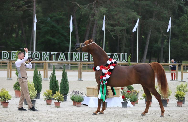 برعاية منصور بن زايد.. اليوم انطلاق البطولة الـ 6 لكأس الإمارات العالمي لجمال الخيل العربية في مصر