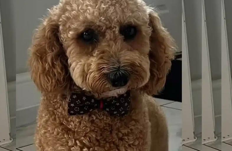 كلب يقفز داخل سيارة هربًا من البرد