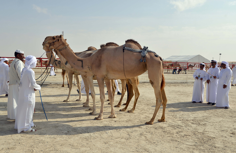 مزاينة رزين بمهرجان الظفرة تنطلق 25 نوفمبر الجاري