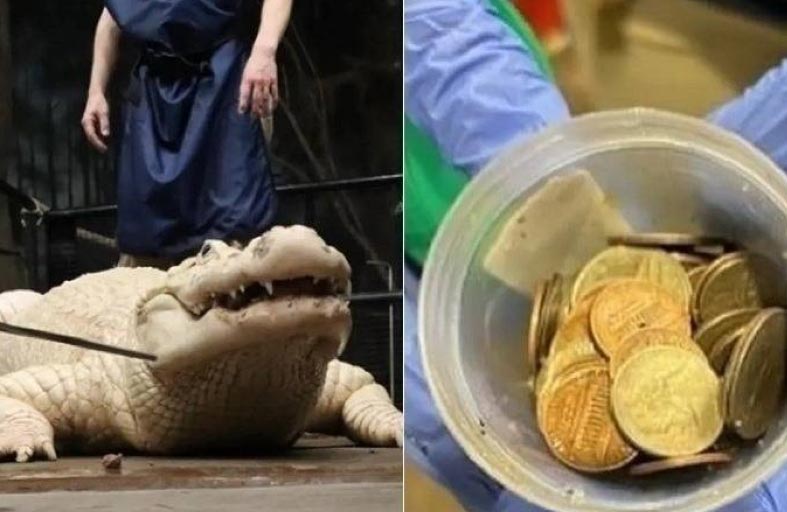 استخراج 70 عملة معدنية من بطن تمساح 