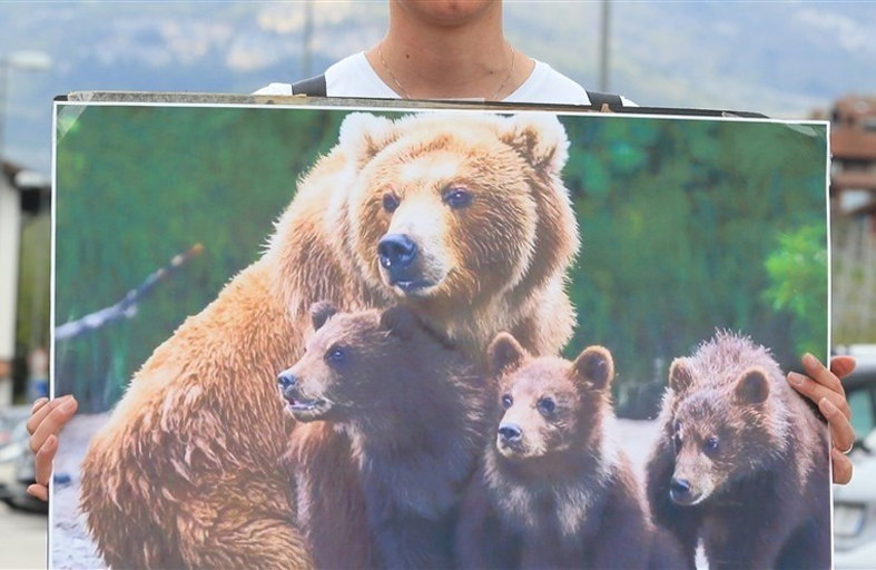 أنثى الدب التي قتلت رجلاً تحقق انتصاراً قانونياً 