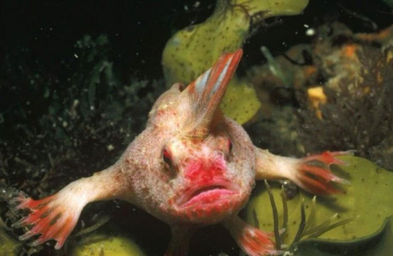 العثور على سمكة غريبة ذات أيدٍ