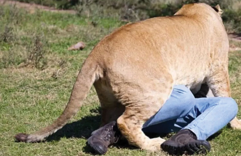 أسد ينقض على رجل أعمال ويلتهمه 