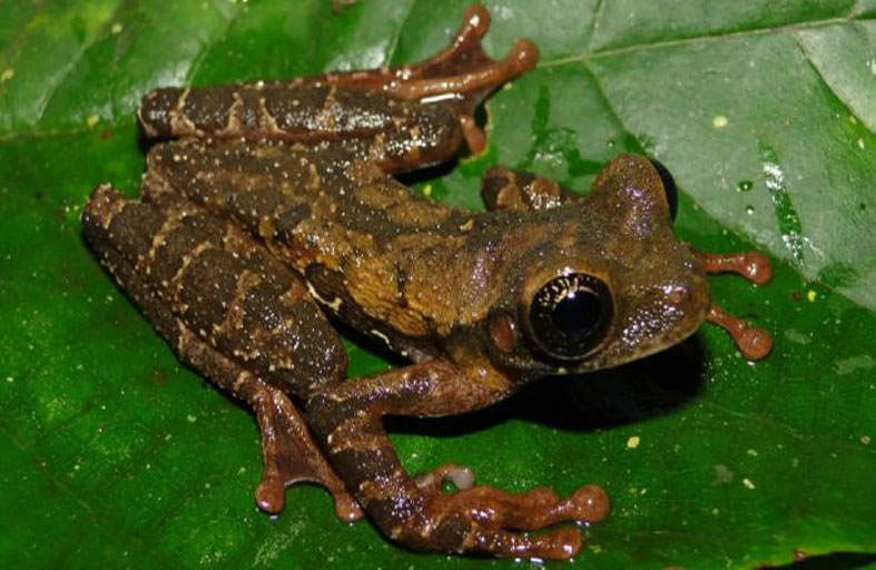 اكتشاف نوع جديد من الضفادع بفم كبير جداً