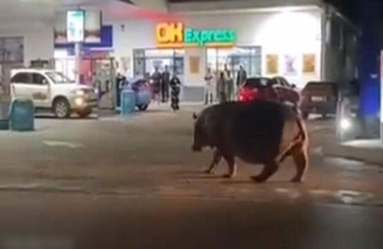 فرس نهر في محطة وقود 