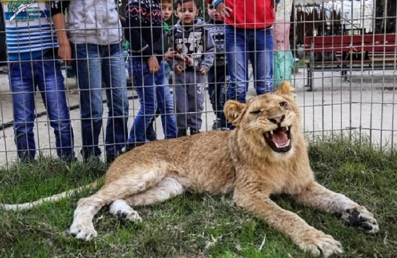 لبؤة تنهي حياة طفل في غزة