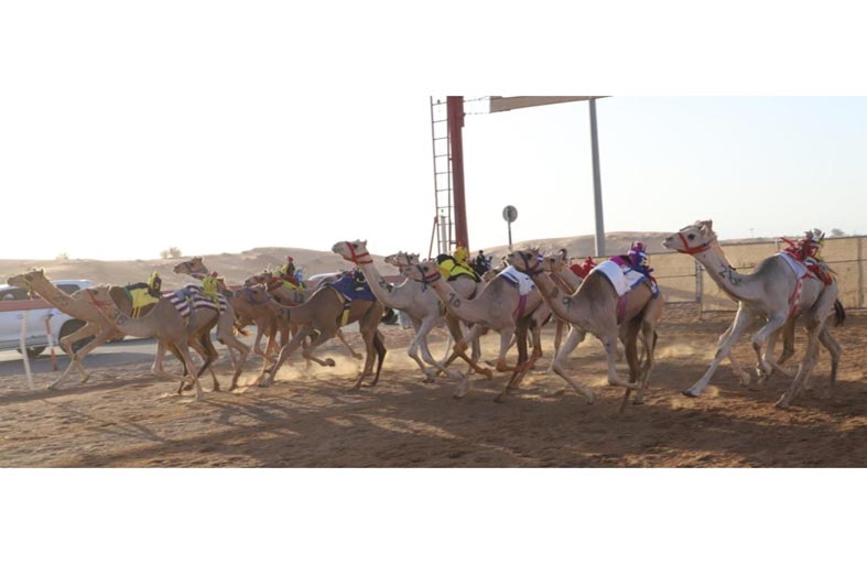 منافسات سباق سن الفطامين تواصل منافساتها بميدان الذيد