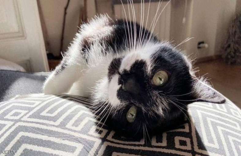 يستغلون أزمة كورونا للاحتيال على محبي الحيوانات