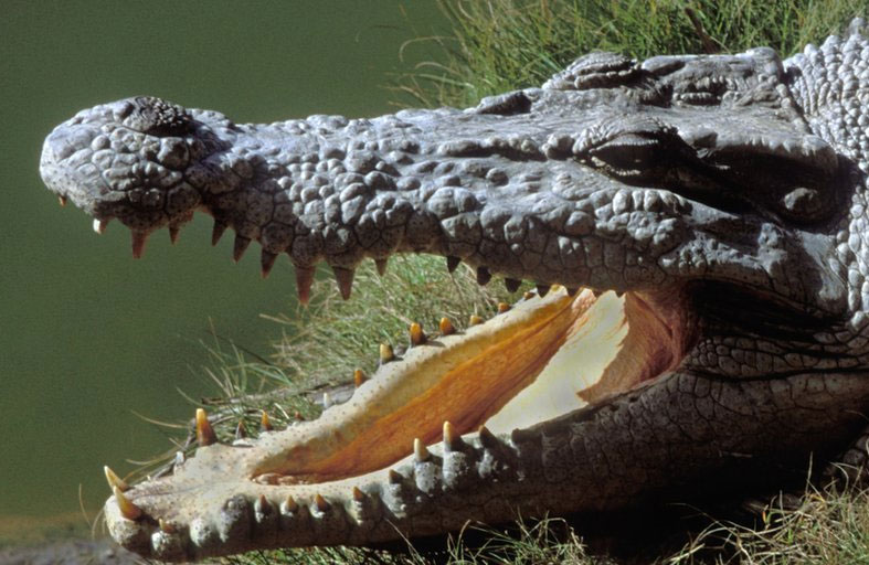 تمساح ينهي حياة طفل توحد