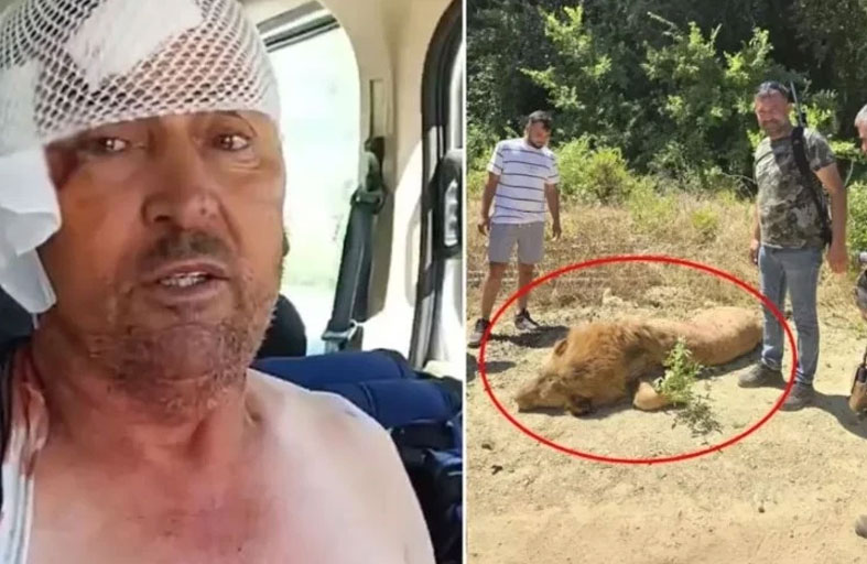 استيقظ من نومه ليجد أسداً فوق رأسه!