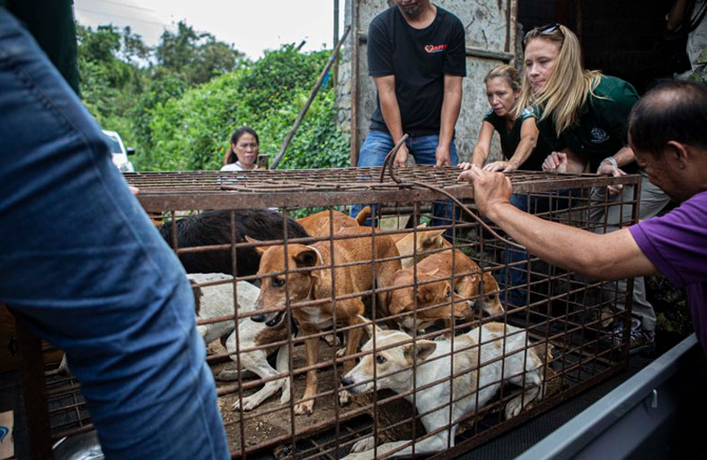 إندونيسيا: وقف بيع لحوم القطط والكلاب