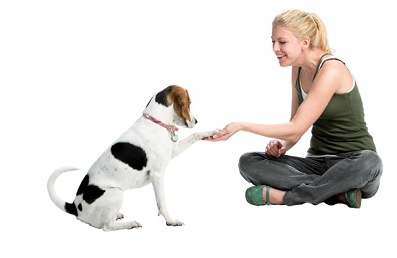 باحثون: الكلاب تمتلك موهبة لتعلم كلمات جديدة