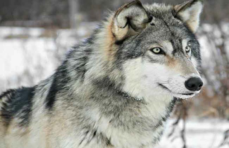 الذئاب ترتبط بالبشر كالكلاب