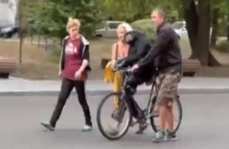 أنثى شمبانزي تعود لحديقتها على دراجة