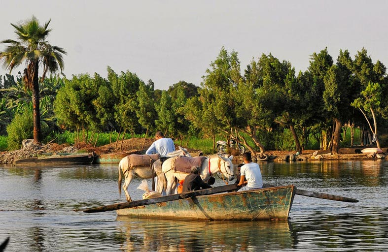 العثور على جثث حمير واعتقال قاتلها