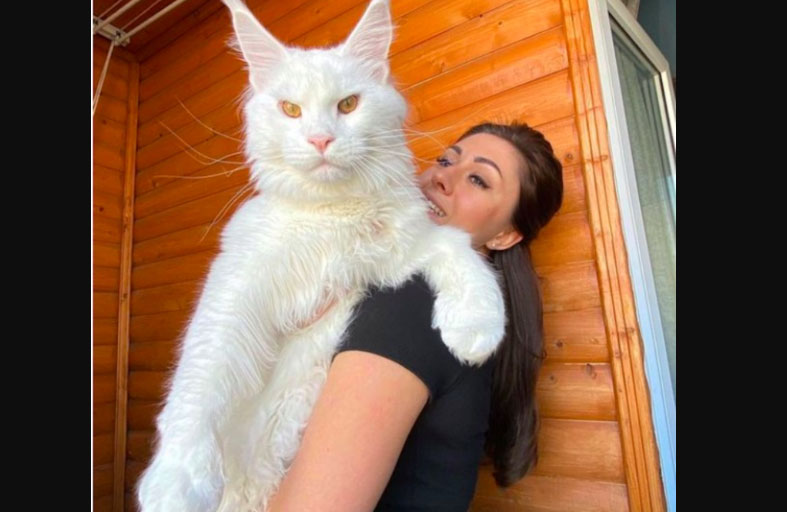 أكبر قط في العالم يستطيع فتح الباب 