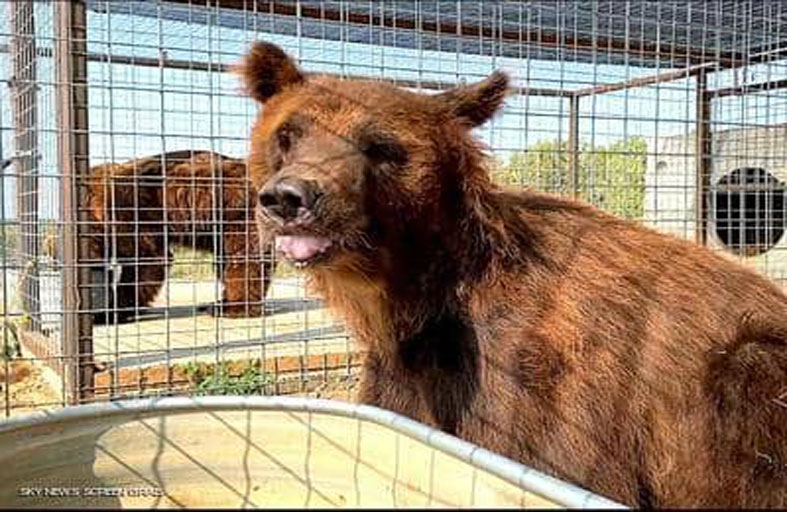 الجيش يهدر دم دب صاحب سوابق