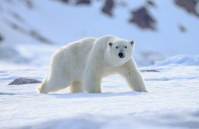 دب قطبي يستغيث بالبشر 