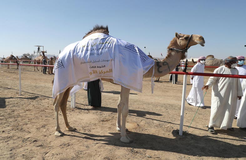 فارس المزروعي يتفقد  مزاينة الإبل في مهرجان محمد بن زايد لسباق الهجن ومزاينة الإبل ويتوج الفائزين بأشواط فئة الإيذاع