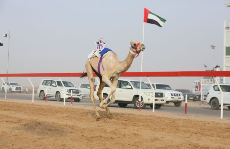 تألق الدرعية في سن الفطامين بقطعها 1500 متر وحققت أفضل زمن ومفنود يتصدر الثاني 