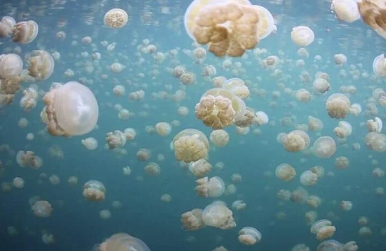 قناديل البحر تغزو ميناء إيطالياً 