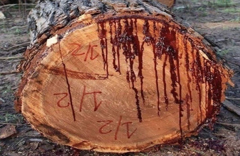 شجرة عجيبة تنزف دماً عند قطعها