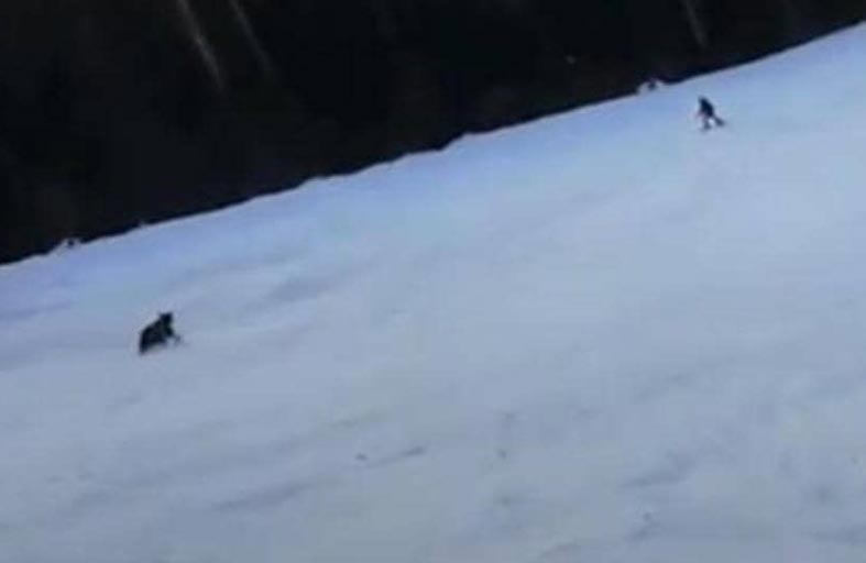 وسط الثلوج ودب يطارده.. متزلج واجه الموت 