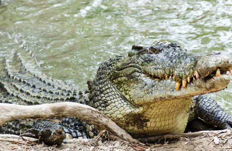 العثور على نصف جثة بعد هجوم تمساح 