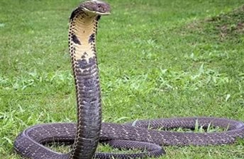 مواجهة «شرسة» بين كلب وكوبرا