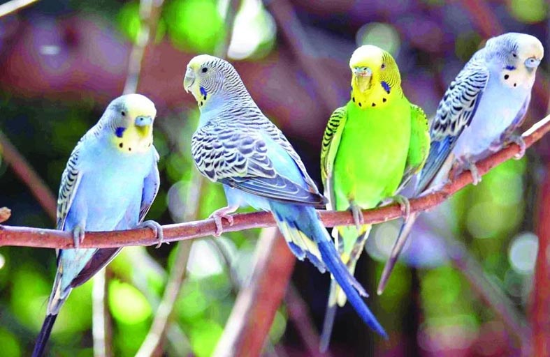 مسابقة لاختيار أجمل طيور الحب