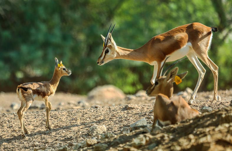 التعرف على الحيوانات ببصمة الوجه والجلد 
