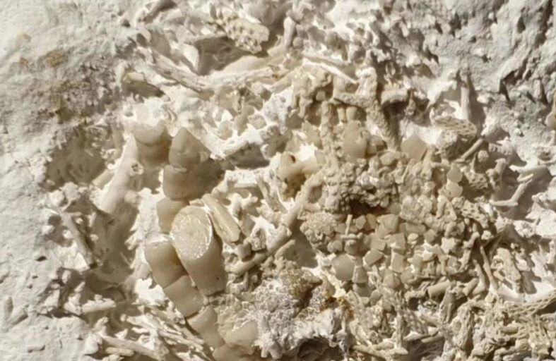 قيء متحجر عمره 66 مليون سنة