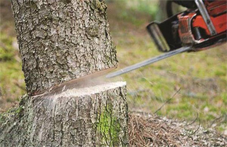 السجن والغرامة لحطّاب متهم بقطع مئات الأشجار