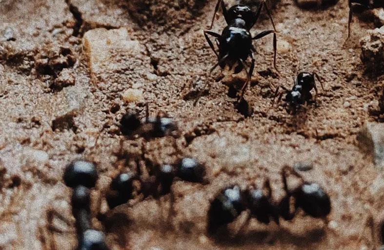 يشم السرطان.. علماء يكتشفون قدرات هائلة للنمل