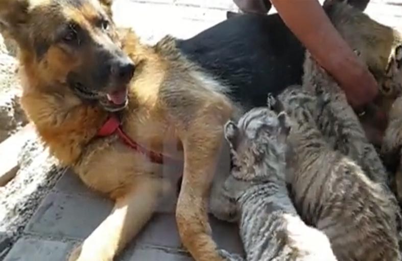 كلبة ترضع 4 أشبال من النمور