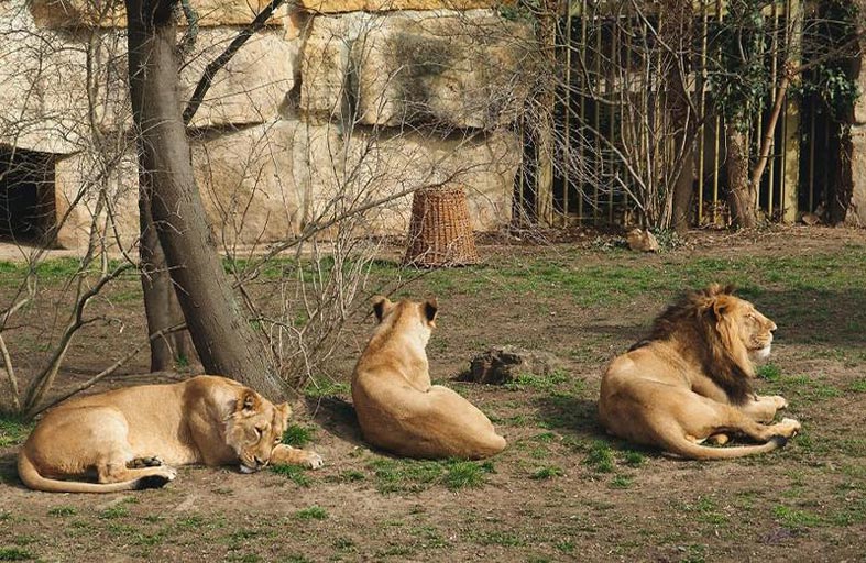 إصابة 4 أسود بكورونا