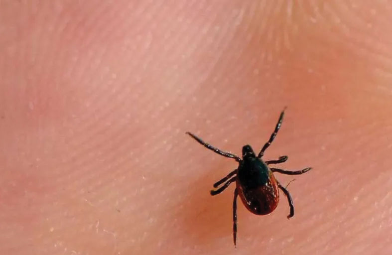 حشرة خطيرة تهدد سكان اسطنبول