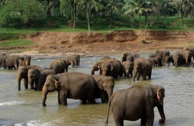 غرق سبعة فيلة صغيرة في سريلانكا 