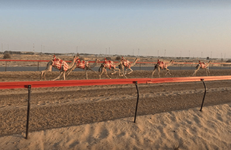 مركز الفجيرة للبحوث يعلن تحقيق «نقلة نوعية» في الاختبارات الجينية لهجن السباقات